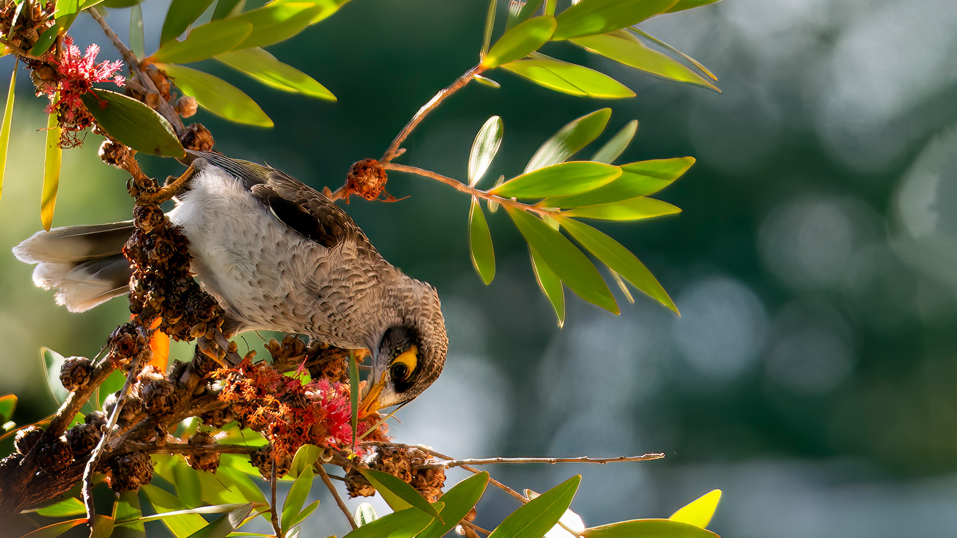 Weißstirn-Schwatzvogel